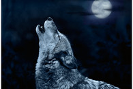 Howl_at_the_moon