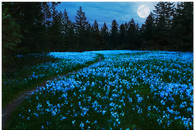 Camas_lilies_in_moonlight