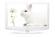 Samsungbunny